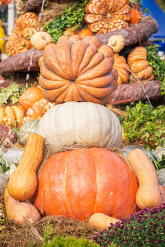 Autumn  composition with pumpkinspkin in various shapes, flowers and plants  on Manege square in Moscow, Russia. Harvest holiday, farm market.  Autumn farm decorations, Background for halloween.  