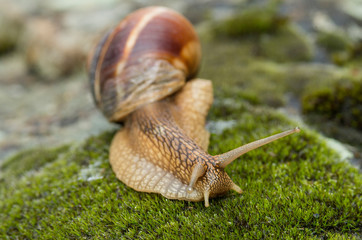 Snail Achatina fulica moves on the moss.