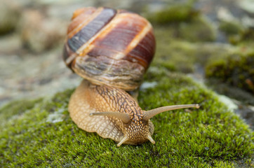 Snail Achatina fulica moves on the moss.