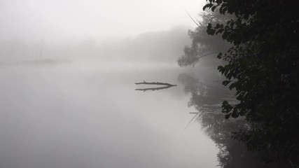 flooded dry trunks of trees on the surface of the water in the river - Powered by Adobe