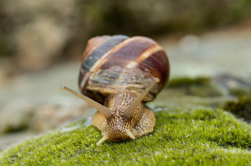 Snail Achatina fulica moves on the moss.