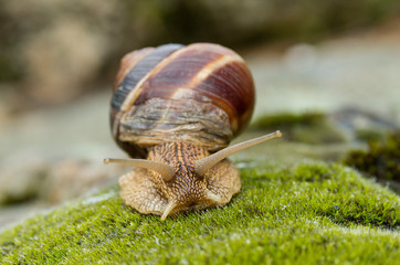 Snail Achatina fulica moves on the moss.