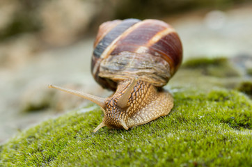 Snail Achatina fulica moves on the moss.
