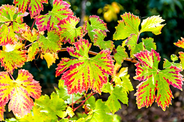 Vineyard leaves show autumn colors.