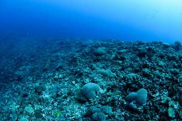 Bleached and Dead Coral Reefs of Ishigaki, Okinawa Japan due to Rising Sea Temperatures