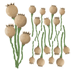 The ripe fruit of the poppy. The illustration is suitable for menu design in a candy store.