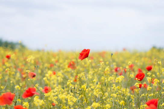 poppies