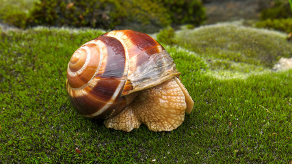 Snail Achatina fulica moves on the moss.