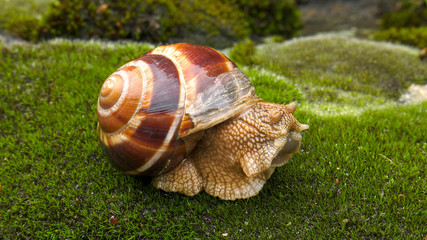 Snail Achatina fulica moves on the moss.