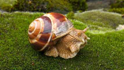 Snail Achatina fulica moves on the moss.