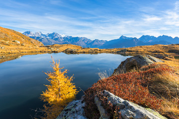 Bernina Group and Pizzo Scalino seen from Lago Arcoglio surrounded by yellow larches, Valmalenco, Valtellina, Lombardy