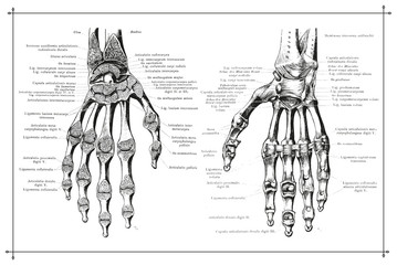 Human Hands Skeleton Vein Anatomy Black & White Illustration with Boarder