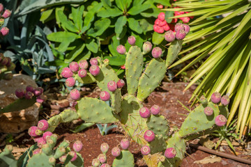 Prickly pear cactus