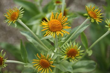 Blütenpracht, Detailaufnahmen, Rosen.. Tulpen, Nelken