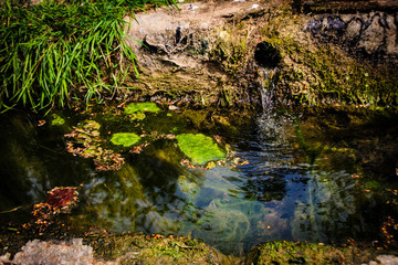 Wasserstelle auf der Alm Tränke für Almtiere, Quelle am Berg