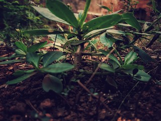 natura