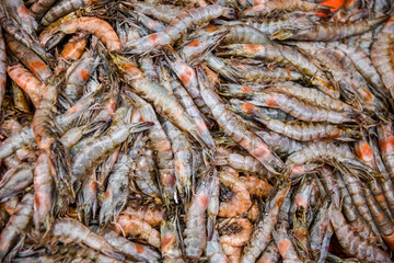 Freshly caught shrimp  