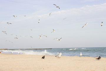 Flight and life of gulls on the Black Sea.