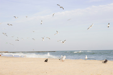 Flight and life of gulls on the Black Sea.