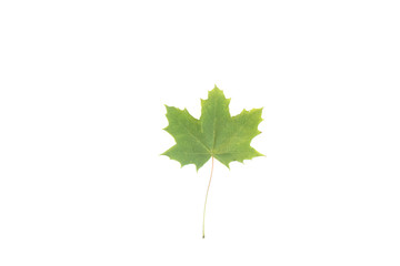 Fototapeta premium colorful autumn maple leaf isolated on white background