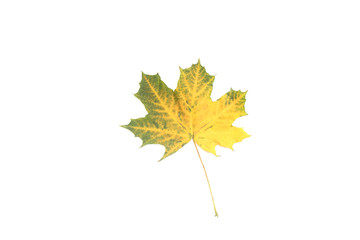 colorful autumn maple leaf isolated on white background