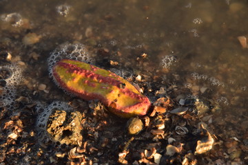 Pink warty sea cucumber/Pink-Yellow Sea Cucumber on the beach