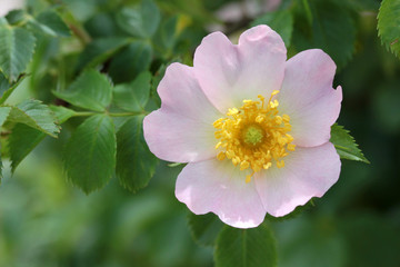 Rosehip flower (Rosa canina)