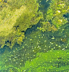 Green natural background of swamp duckweed or algae. Ecology concept of intensive reproduction of vegetation in water ecosystem. 
