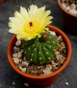 Cactus fiorito, Parodia ottonis fs. brevispinus, Notocactus ottonis fs. brevispinus