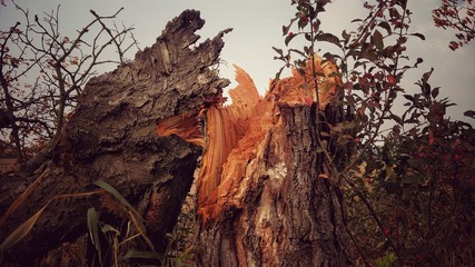 Blitzeinschlag im Baum