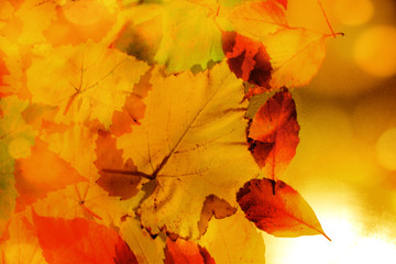 autumn leaves on transparent background