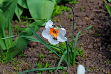 white flowers and bees in the garden
