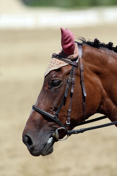 Side view portrait close up of a beautiful sport horse under saddle on natural background, equestrian sport