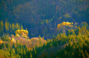 Autumn color mixed forest.