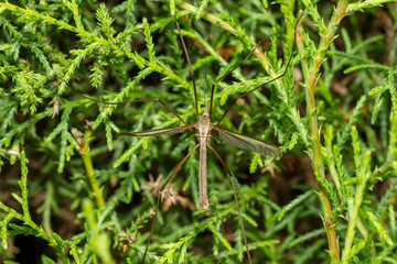 Crane fly or daddy long-legs, close up. Mosquito against a wall