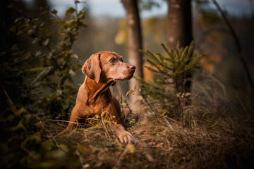 dog in forest