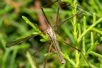 Crane fly or daddy long-legs, close up. Mosquito against a wall