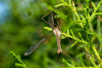Crane fly or daddy long-legs, close up. Mosquito against a wall