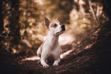 dog in forest