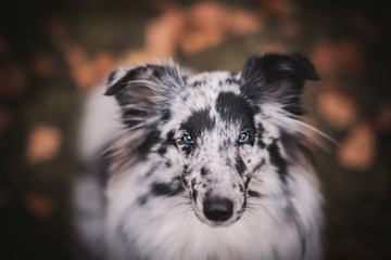 border collie dog
