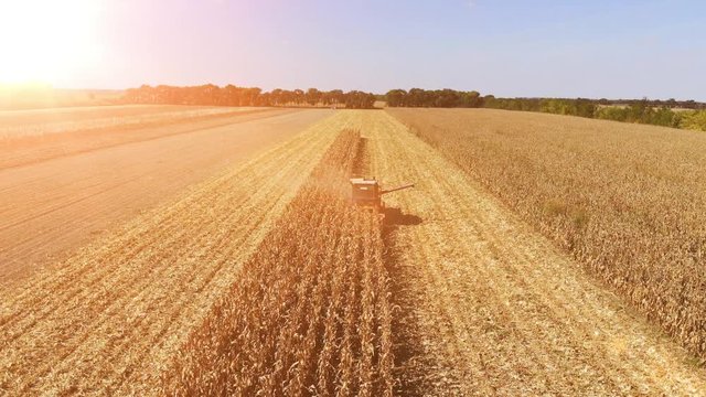 Aerial view combine harvester in corn field. Aerial drone shot of corn harvest at sunset