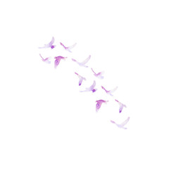  isolated violet watercolor silhouette of flocks of birds