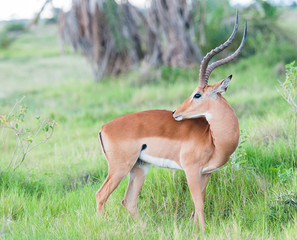 impala kenya