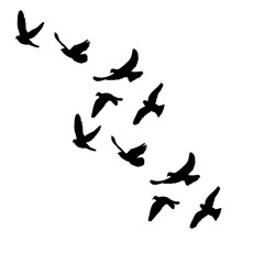 vector isolated silhouette of flocks of birds