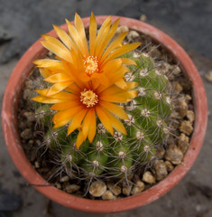 Cactus fiorito, Parodia mairanana