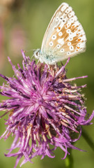 Smartphone HD wallpaper of Gossamer-winged butterfly macro on flower