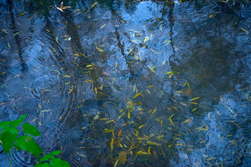 Natural background. Yellow leaves in a pond and circles on the water with blue sky reflection. Rain drops rippling in a water.