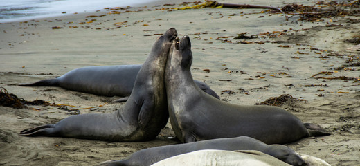 Elephant Seals at Piedras, San Simeon, California