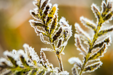 frozen autumn fern leaves in ice crystals at sunset