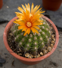 Cactus fiorito, Parodia mairanana